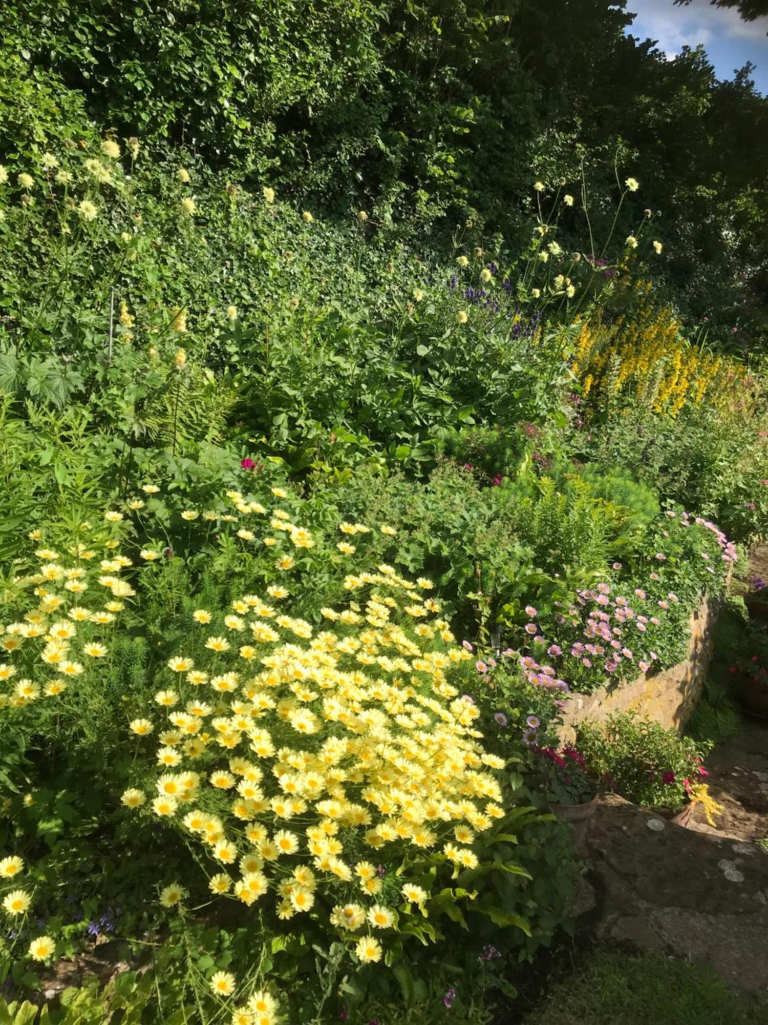 The Cottage Abbotsbury Exteriör bild